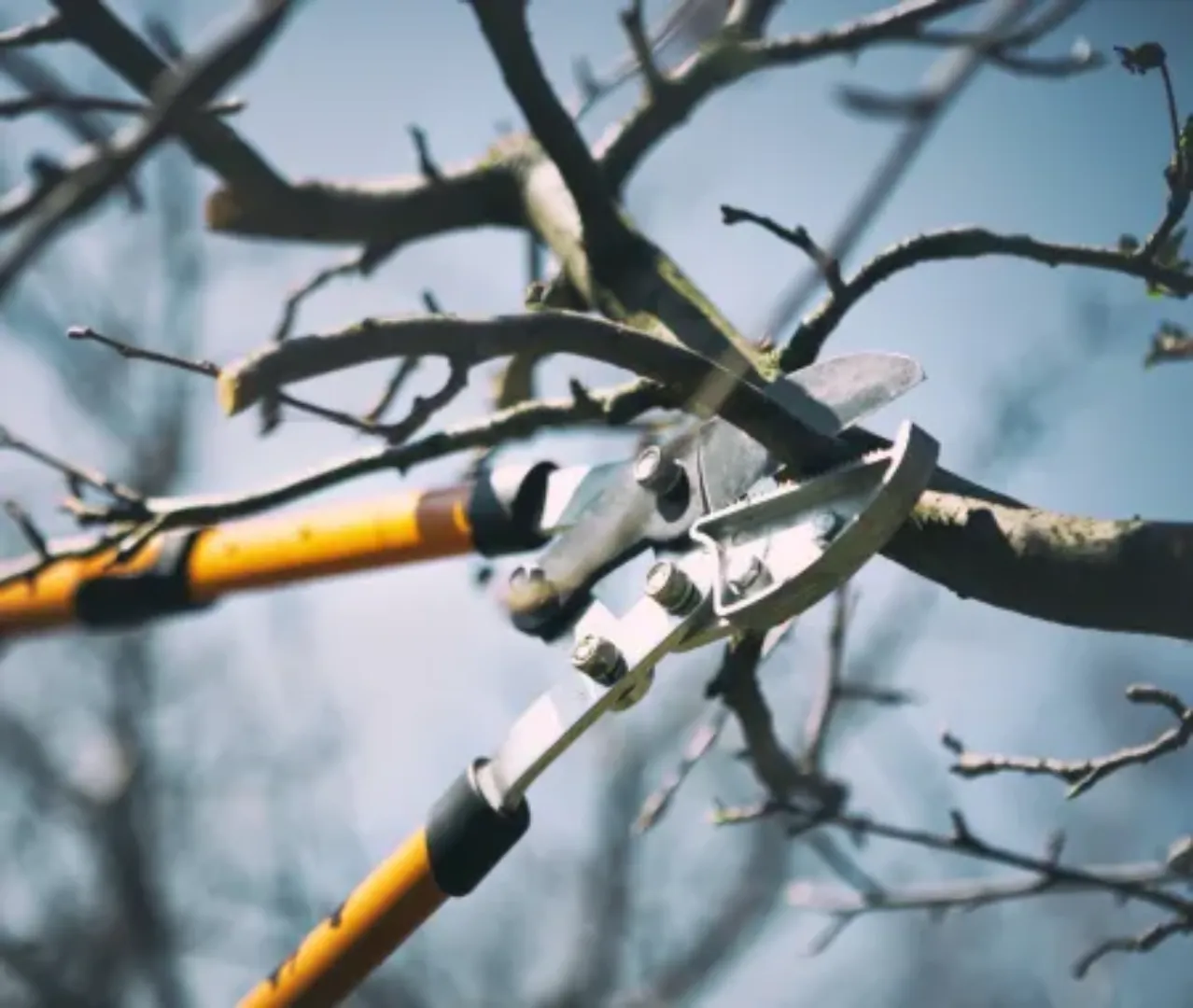 Servei de poda de temporada | Jardiners J&J